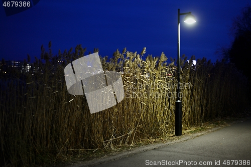 Image of reed and street lamp in Helsinki park at night 