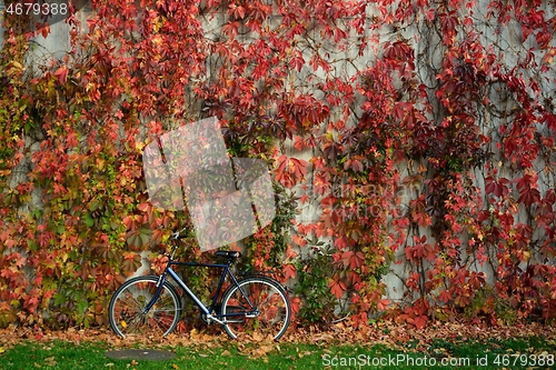 Image of wall covered with yellowed ivy and a bicycle