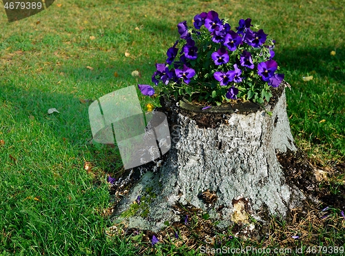 Image of blooming pansies on the tree stump 