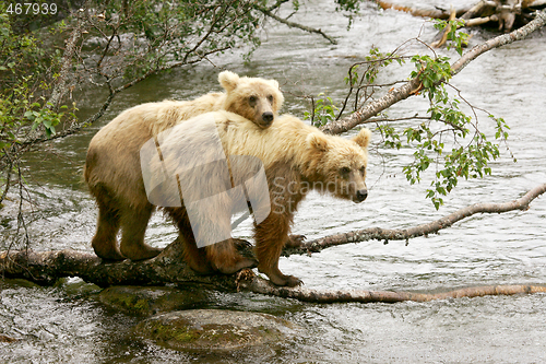 Image of Bears