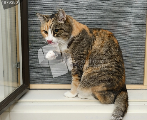 Image of cat is washed on the windowsill