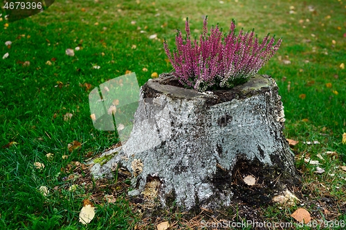 Image of heather flowers on the tree stump and green lawn 