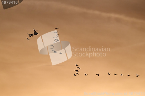 Image of Geese glying in sunset