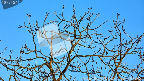 Image of Bare tree branches in wind