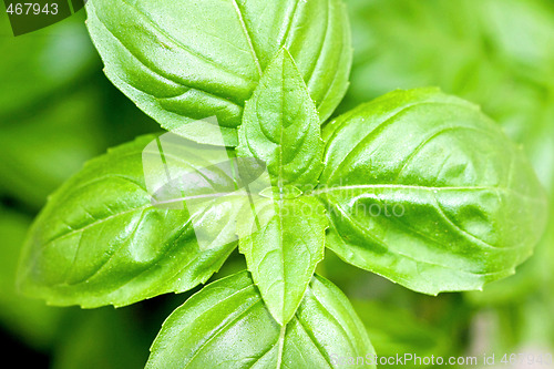 Image of Basil leaves