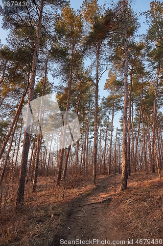 Image of Forest of Pines walkway path