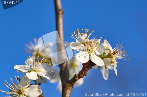 Image of Spring blooming tree branch