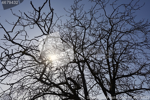 Image of Bare tree branches