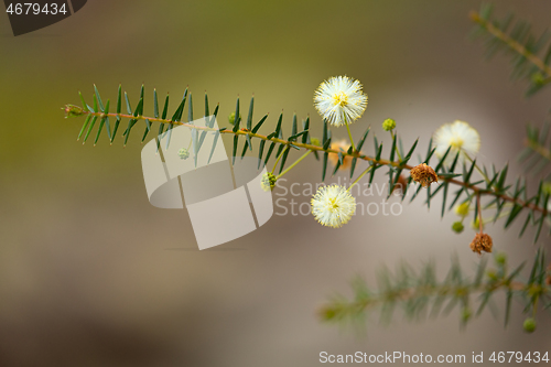 Image of Australian native flower - golden wattle blossom