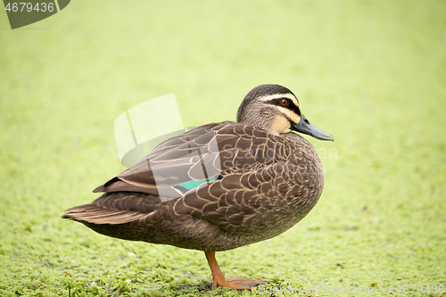 Image of Duck  standing by a billabong covered in green plant flora