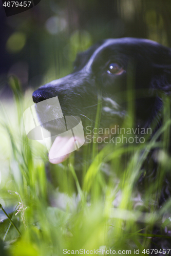 Image of spaniel face in green grass