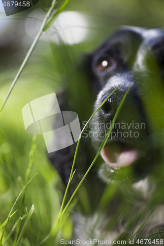 Image of spaniel face in green grass