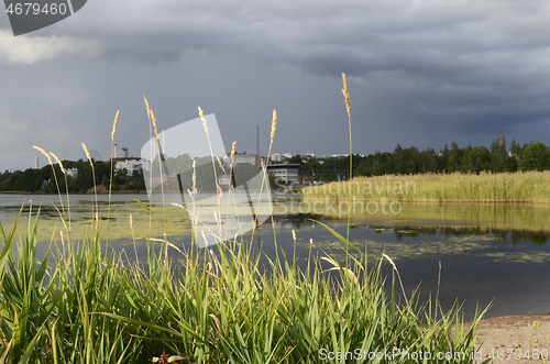 Image of sandy beach and reeds on a summer day in Helsinki