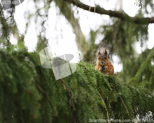 Image of squirrel on a spruce branch eats a cone