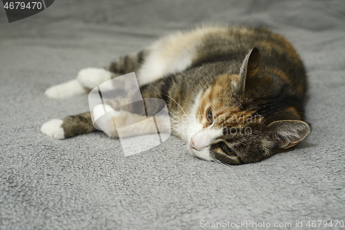Image of cat lies relaxing in bed