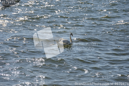 Image of white swan swims along the waves