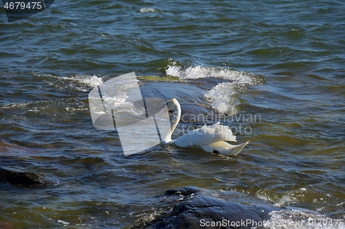 Image of white swan swims along the waves 