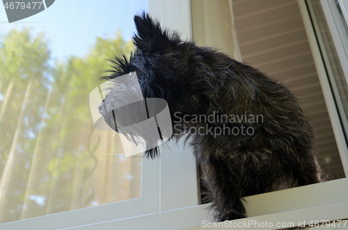 Image of dog looks out of the window waiting for the owner