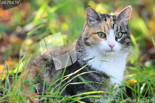 Image of tricolor cat sitting on sunny meadow