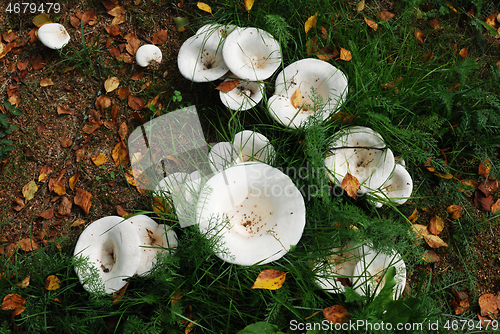 Image of scattering of mushrooms in a forest glade in the grass in autumn