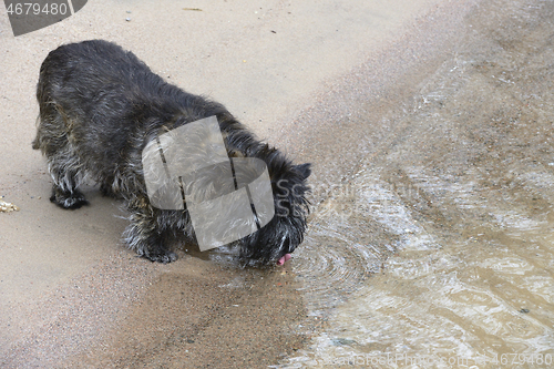 Image of dog drinks water on the shore