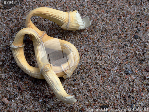 Image of strange-shaped twisted stalk of reed on a sand