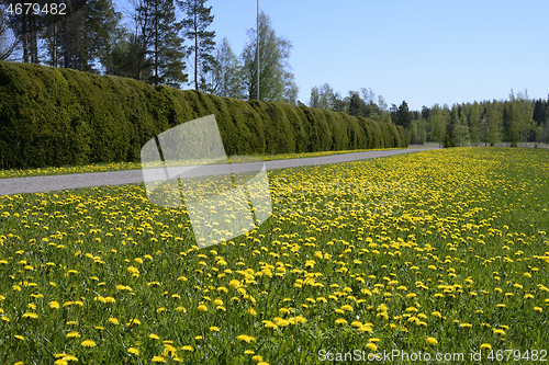 Image of bicycle and footpath along the hedge in Finland 