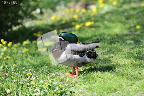 Image of duck on green grass