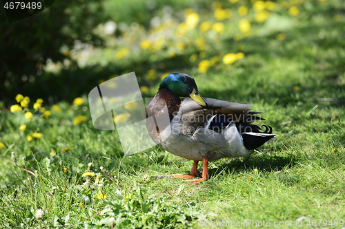 Image of duck on green grass