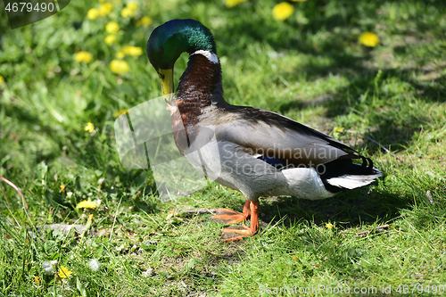 Image of duck on green grass