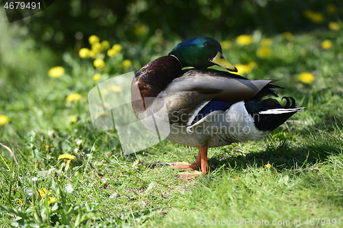 Image of duck on green grass