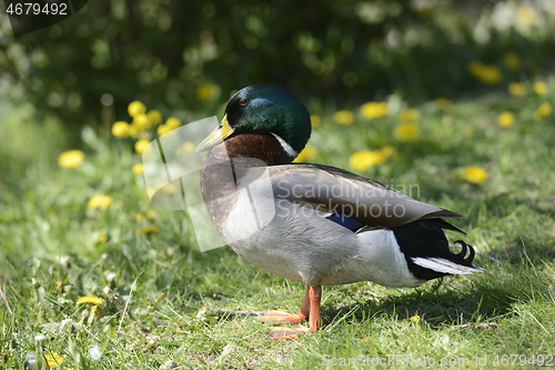 Image of duck on green grass