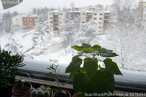 Image of indoor plants on the windowsill and view from the window in wint