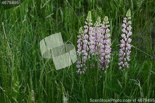 Image of blooming lupins among green grass