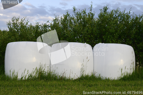 Image of Hay bales packed in white plastic 