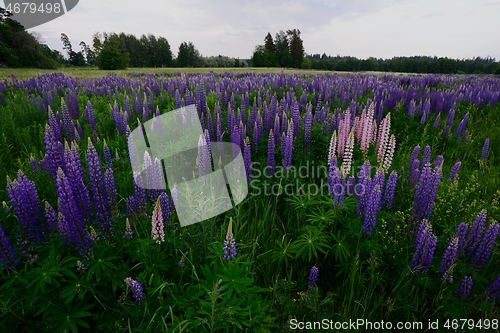Image of field of blooming lupins, midsummer 