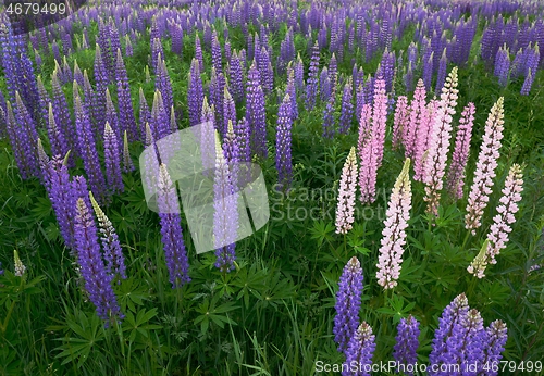 Image of field of blooming lupins