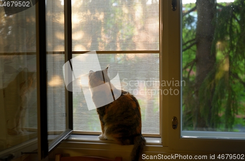 Image of cat sits on a windowsill 