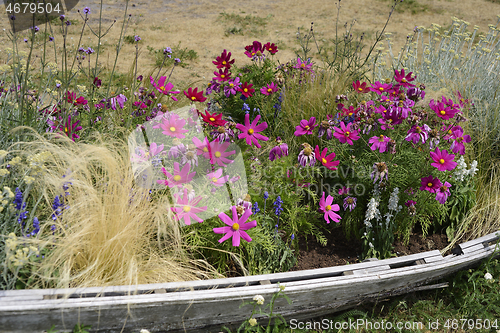 Image of flowerbed with blooming flowers in an old wooden boat