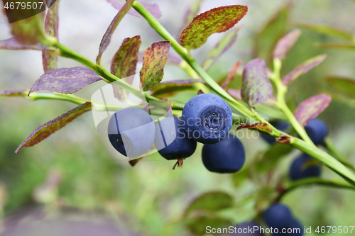 Image of ripe blueberries in the forest