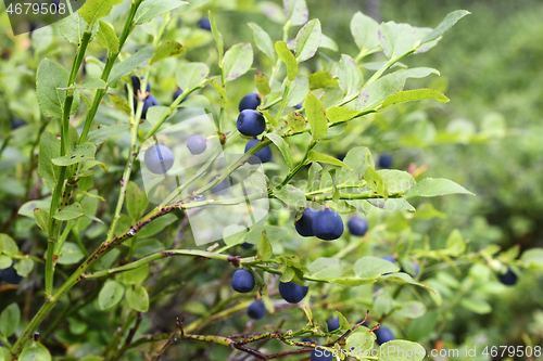 Image of ripe blueberries in the forest