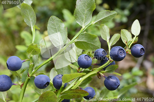 Image of ripe blueberries in the forest