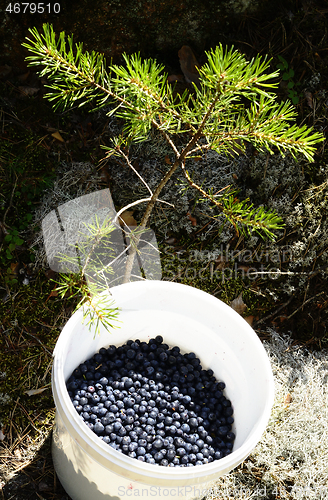 Image of ripe blueberries in a white plastic bucket in the forest