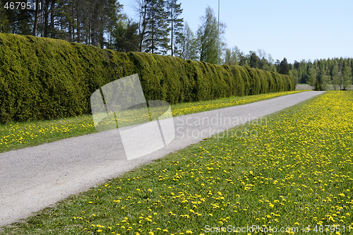 Image of bicycle and footpath along the hedge in Finland