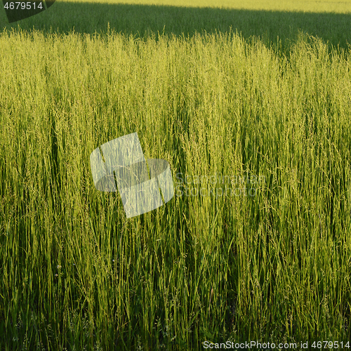 Image of crops growing on the field 