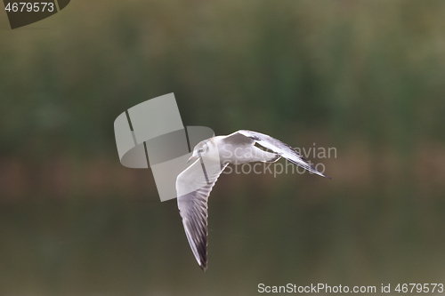 Image of Juvenile Black-headed gull (Chroicocephalus ridibundus) in flight