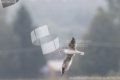 Image of Juvenile Black-headed gull (Chroicocephalus ridibundus) in flight