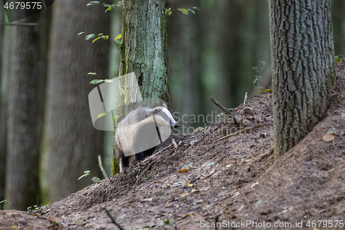 Image of European Badger(Meles meles) in fall