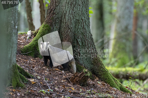 Image of European Badger(Meles meles) in fall