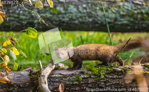 Image of Pine Marten (Martes martes) walking over log